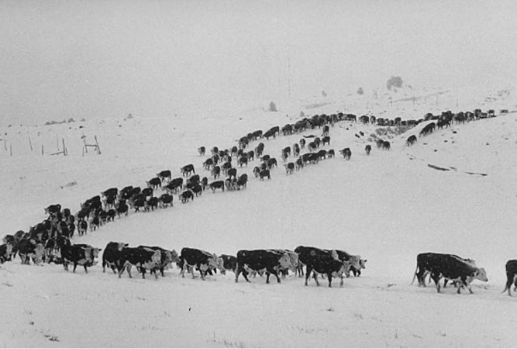 Haute On The Ranch: Winter Storm Rancher Relief Efforts