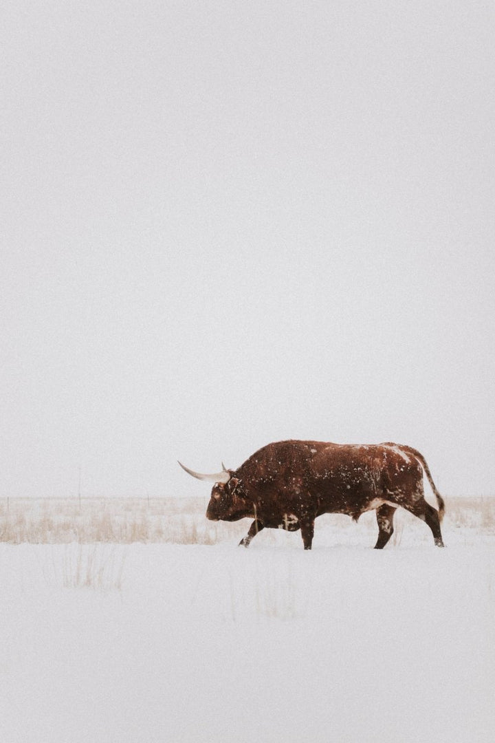 The White Out Alex Callaghan Print by Savannah Sevens western life{&}style captures a lone Longhorn bull walking through a snowy field beneath an overcast sky, available as striking paper prints on natural rag paper.